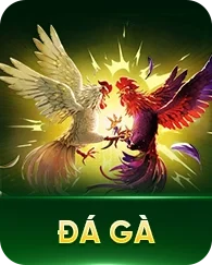 Đá gà